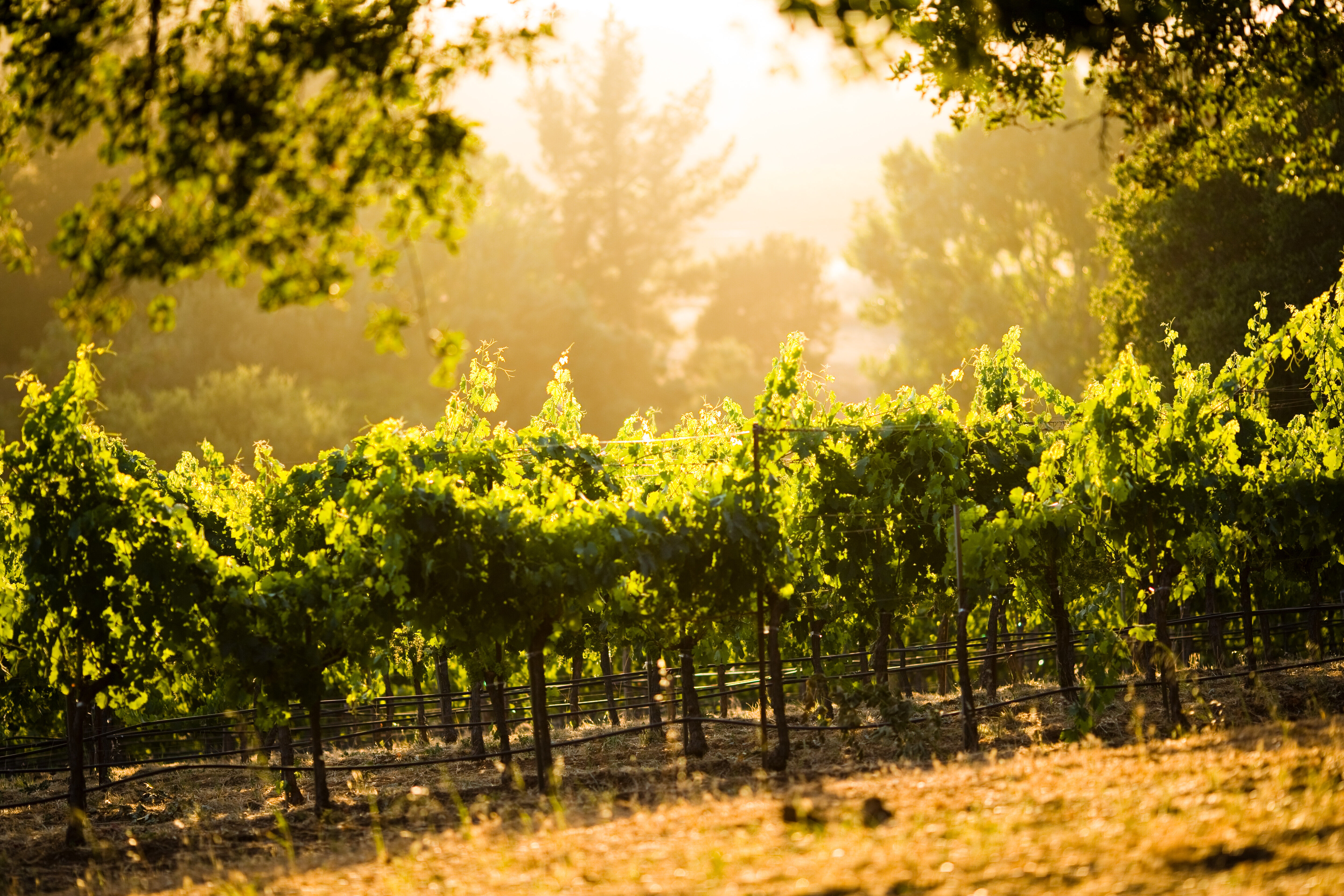 Vineyard filled with Sunshine